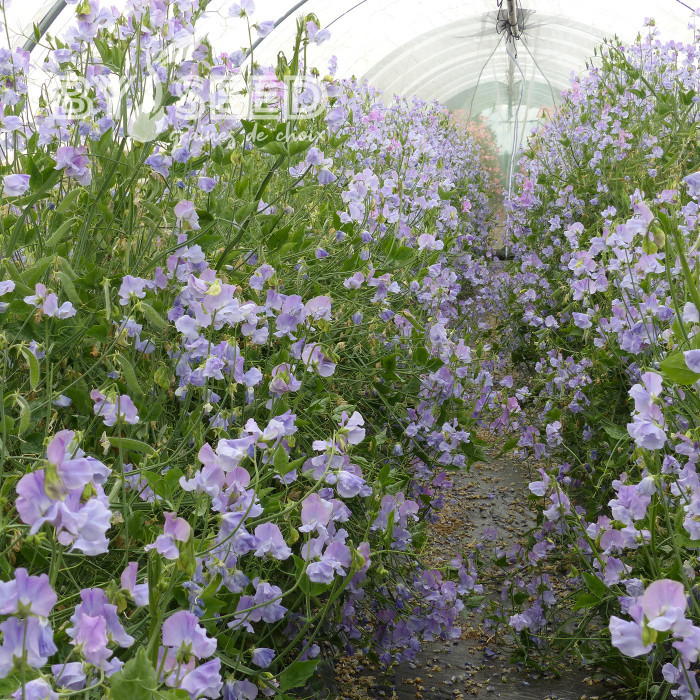 Pois de senteur Spring Sunshine Light Blue