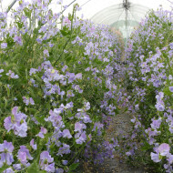 Pois de senteur Spring Sunshine Light Blue