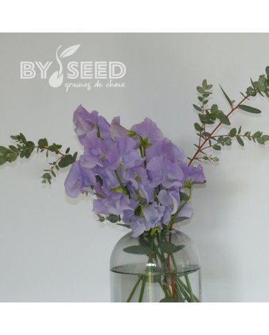 Pois de senteur Spring Sunshine Light Blue