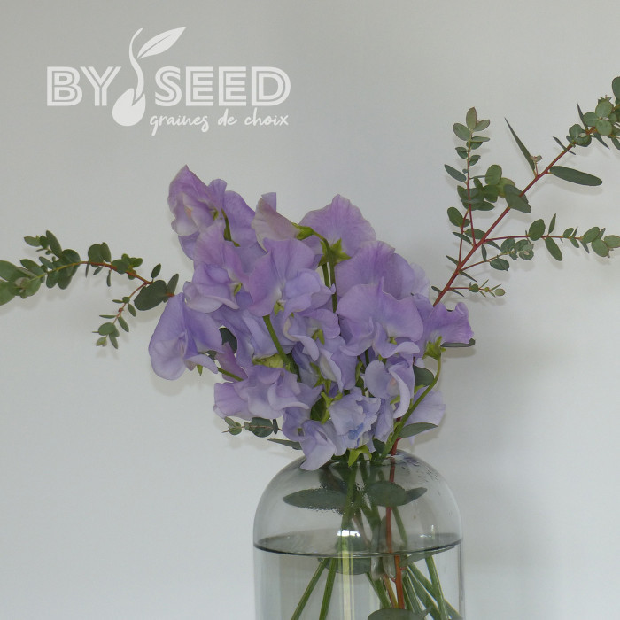 Pois de senteur Spring Sunshine Light Blue