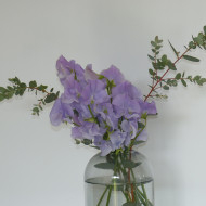 Pois de senteur Spring Sunshine Light Blue