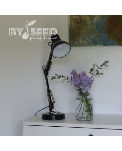 Pois de senteur Spring Sunshine Light Blue