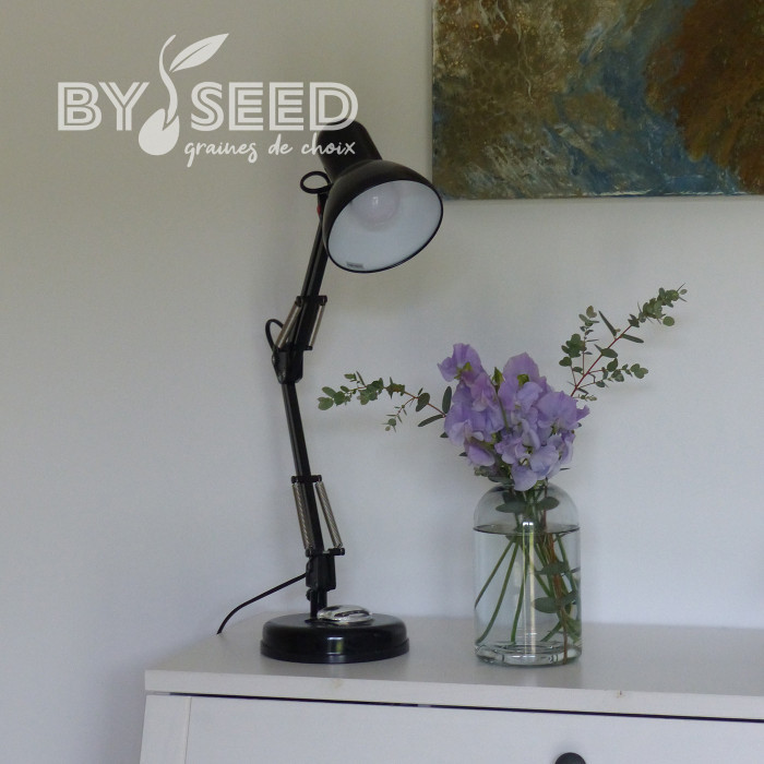 Pois de senteur Spring Sunshine Light Blue