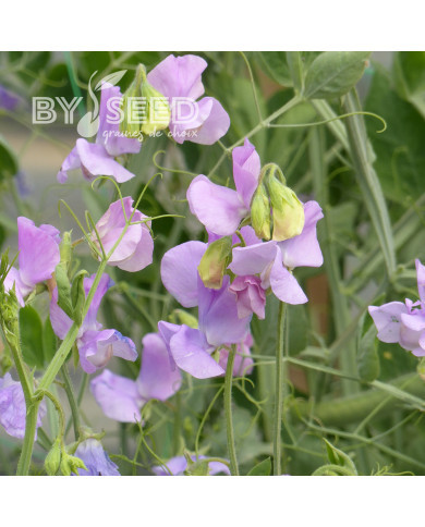 Pois de senteur Spring Sunshine Lilac