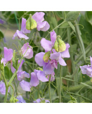 Pois de senteur Spring Sunshine Light Blue