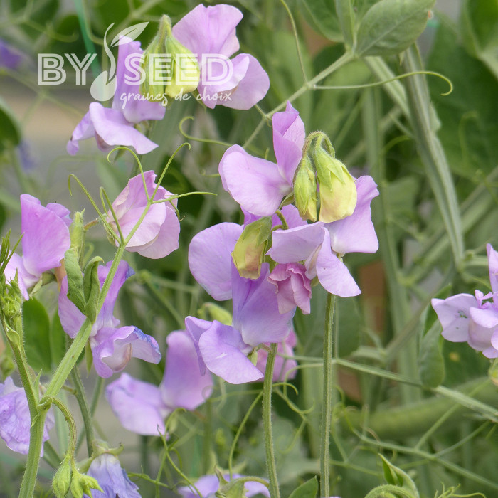 Pois de senteur Spring Sunshine Lilac
