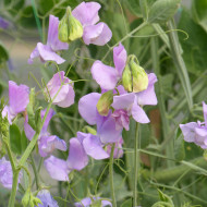 Pois de senteur Spring Sunshine Lilac