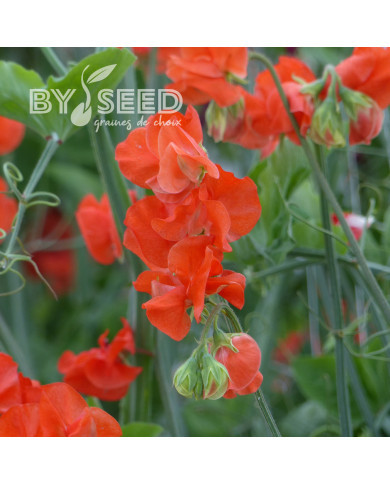 Pois de senteur Spring Sunshine Orange