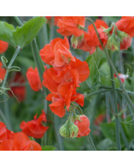 Pois de senteur Spring Sunshine Scarlet