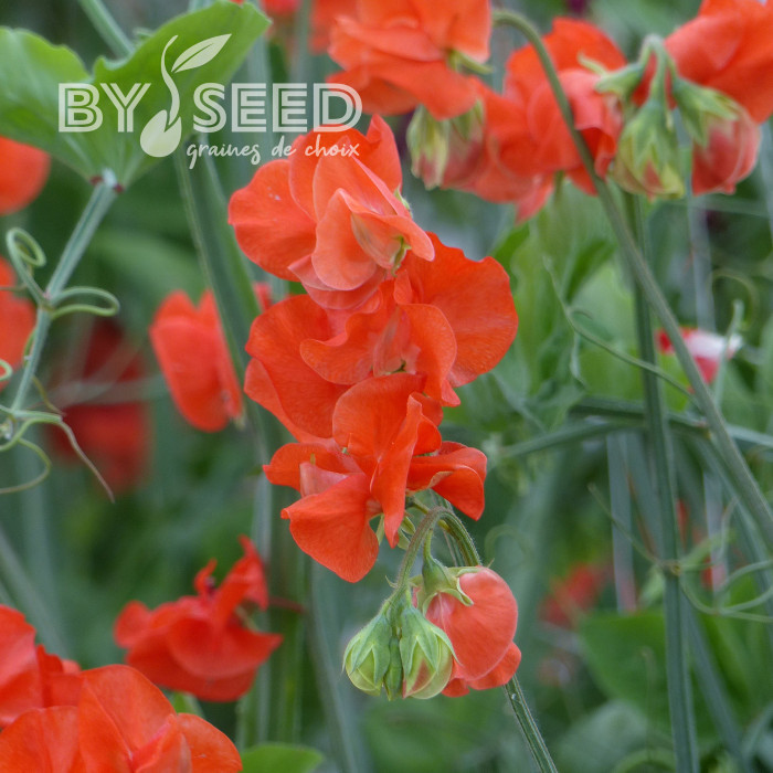 Pois de senteur Spring Sunshine Orange