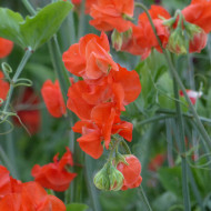 Pois de senteur Spring Sunshine Orange