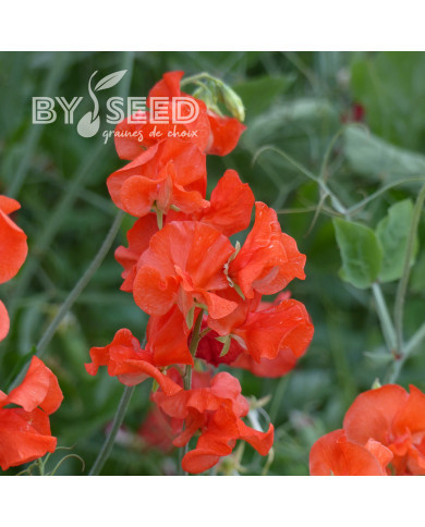 Pois de senteur Spring Sunshine Orange