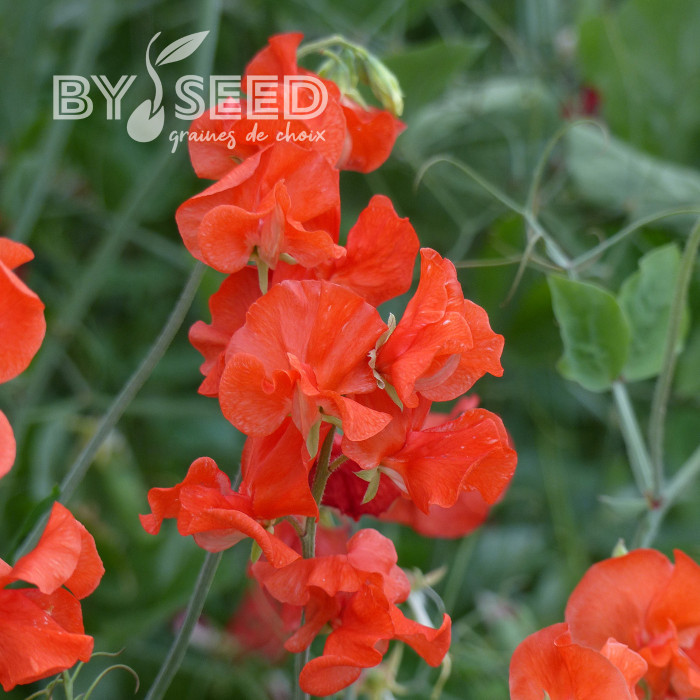 Pois de senteur Spring Sunshine Orange