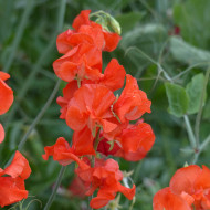 Pois de senteur Spring Sunshine Orange