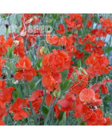 Pois de senteur Spring Sunshine Orange