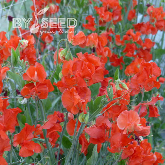 Pois de senteur Spring Sunshine Orange