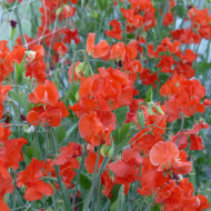 Pois de senteur Spring Sunshine Orange