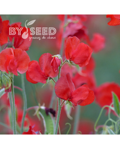 Pois de senteur Spring Sunshine Scarlet