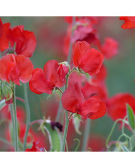 Pois de senteur Spring Sunshine Orange