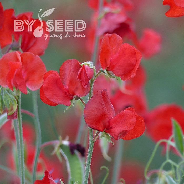 Pois de senteur Spring Sunshine Scarlet