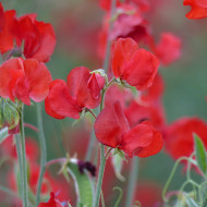 Pois de senteur Spring Sunshine Scarlet