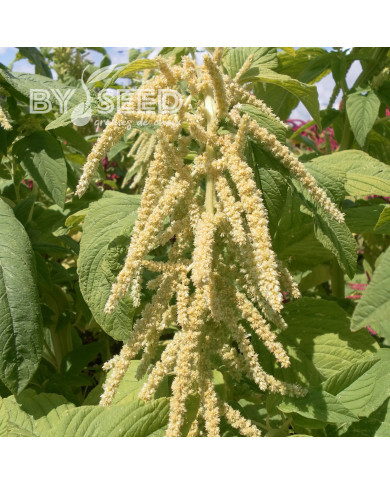 Amarante queue-de-renard Green Cascade (Viridis)