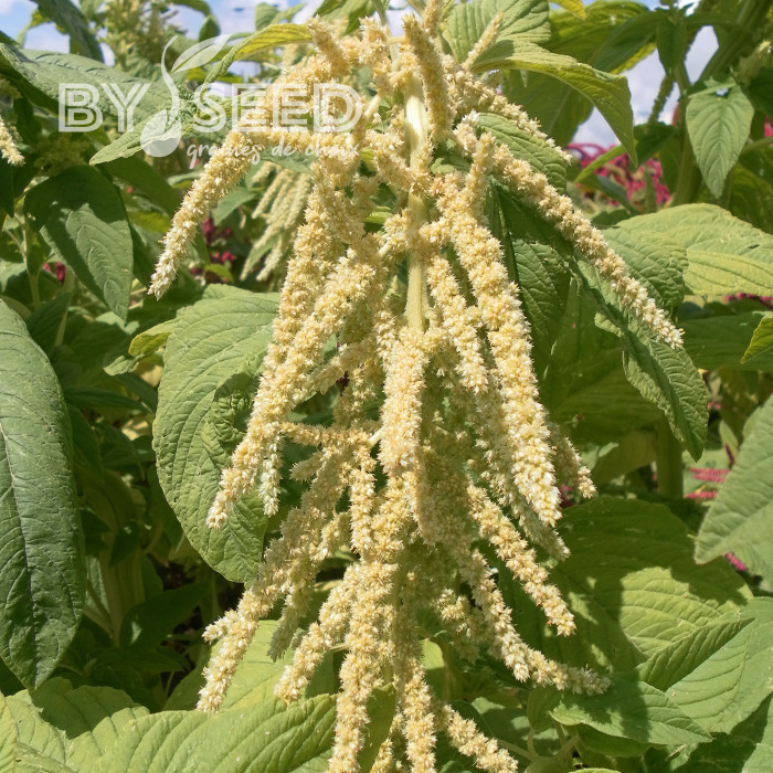 Amarante queue-de-renard Green Cascade (Viridis)