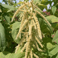 Amarante queue-de-renard Green Cascade (Viridis)