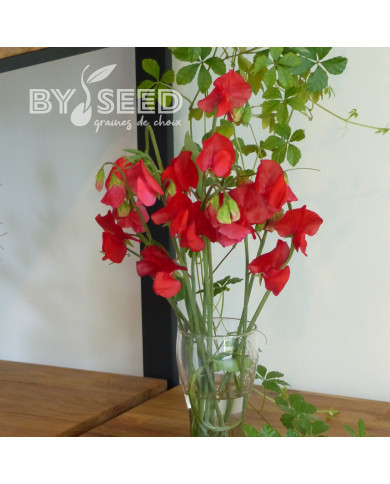 Pois de senteur Spring Sunshine Scarlet