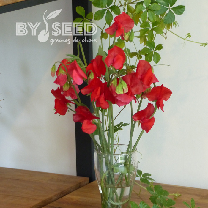 Pois de senteur Spring Sunshine Scarlet