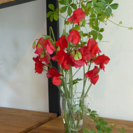 Pois de senteur Spring Sunshine Scarlet