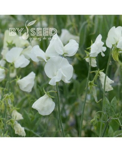 Pois de senteur Spring Sunshine White