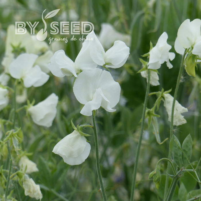 Pois de senteur Spring Sunshine White