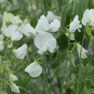 Pois de senteur Spring Sunshine White