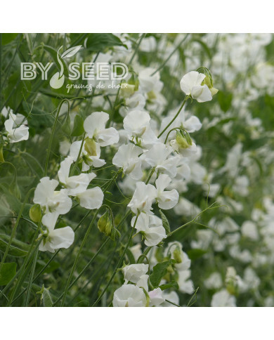 Pois de senteur Spring Sunshine White