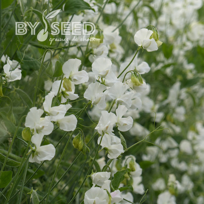 Pois de senteur Spring Sunshine White
