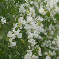 Pois de senteur Spring Sunshine White