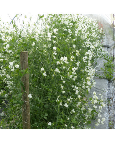 Pois de senteur Spring Sunshine White