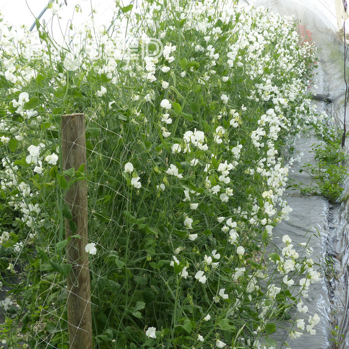 Pois de senteur Spring Sunshine White