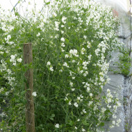 Pois de senteur Spring Sunshine White