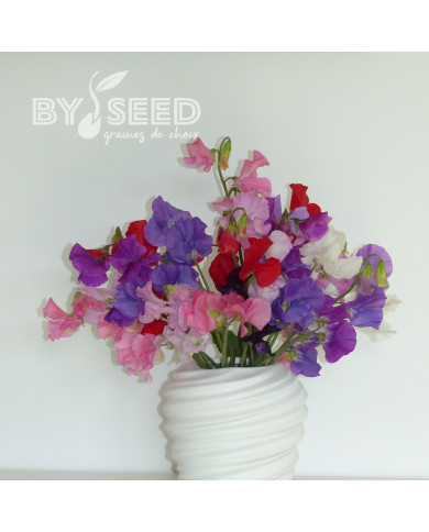 Pois de senteur Winter Sunshine Formula Mix