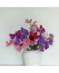 Pois de senteur Winter Sunshine Navy