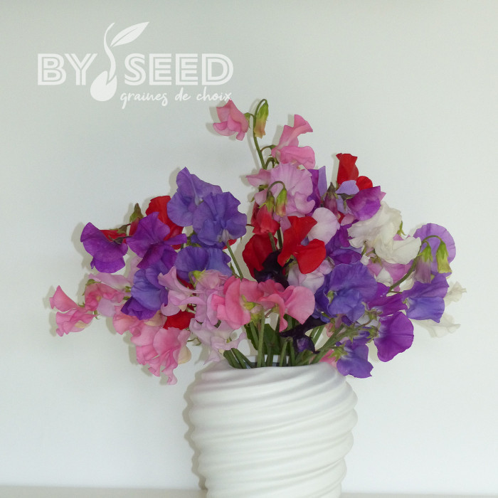 Pois de senteur Winter Sunshine Formula Mix