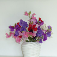 Pois de senteur Winter Sunshine Formula Mix