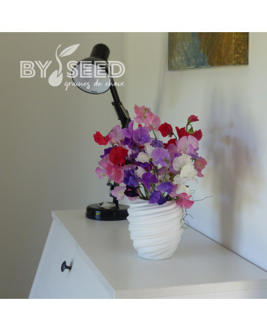 Pois de senteur Winter Sunshine Formula Mix