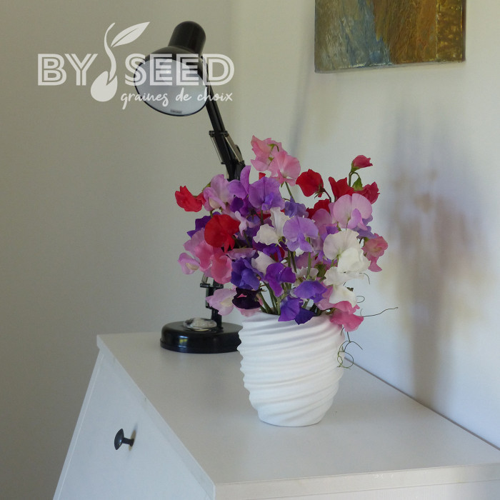 Pois de senteur Winter Sunshine Formula Mix