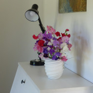 Pois de senteur Winter Sunshine Formula Mix