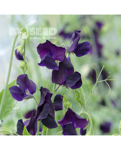 Pois de senteur Winter Sunshine Navy