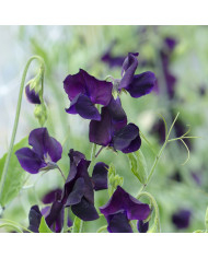 Pois de senteur Winter Sunshine Formula Mix