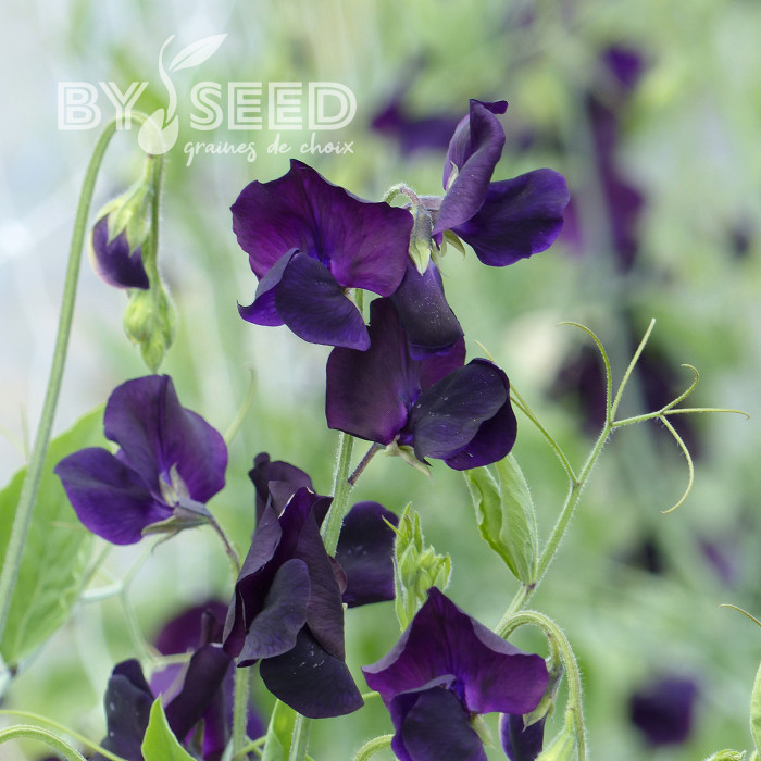 Pois de senteur Winter Sunshine Navy